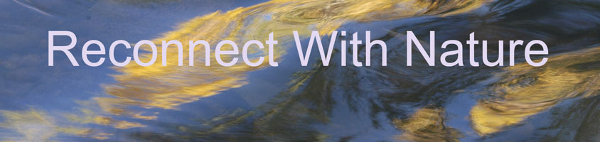 Reconnect With Nature Banner